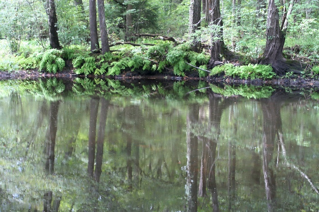 reflection