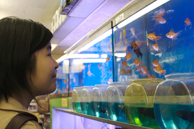 fish tanks